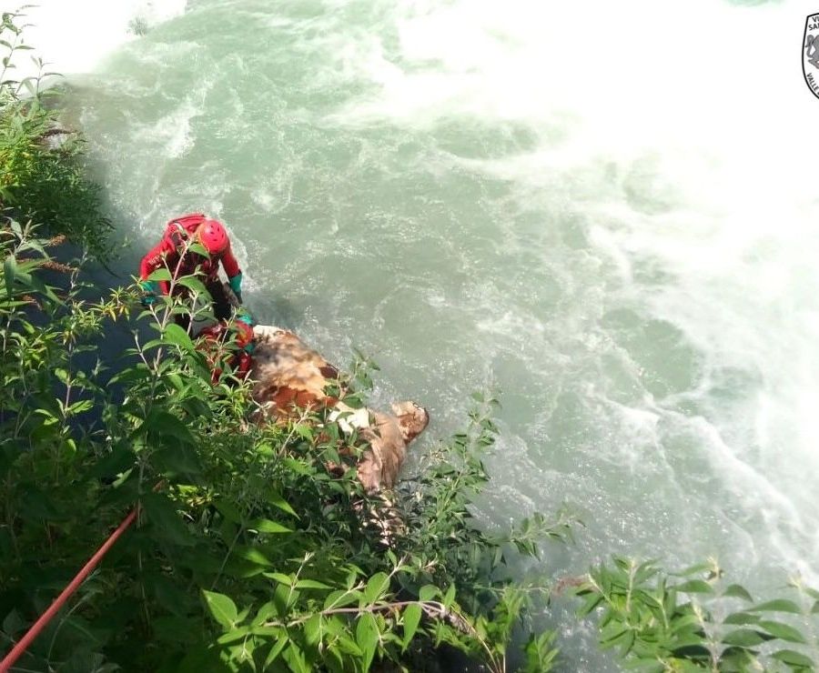 Bovino cade e muore nell'Evançon, recupero dei Vigili del fuoco