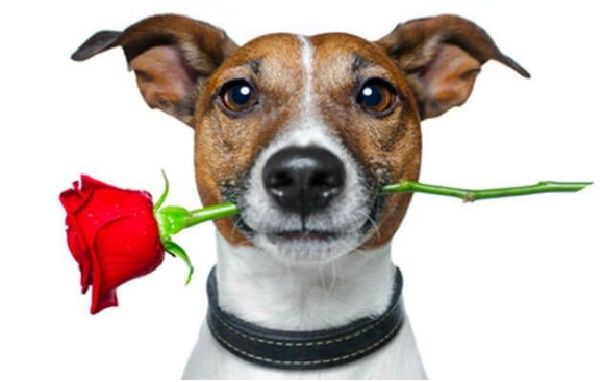 Calore nel cane femmina: quanto dura?