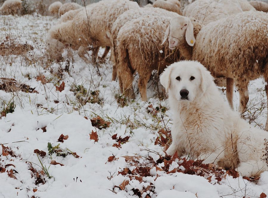 Un cane 'antilupo' appositamente addestrato a protezione del gregge