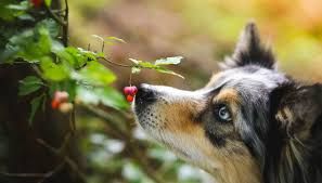 Piante tossiche per i nostri pet friends: quanto sono pericolose e cosa fare