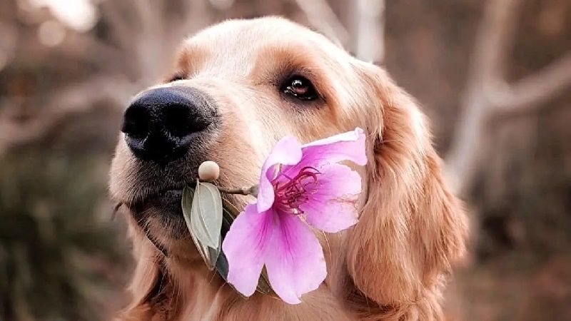 Quando la famiglia subisce un lutto, come lo affrontano i pets? VIDEO INCLUSO