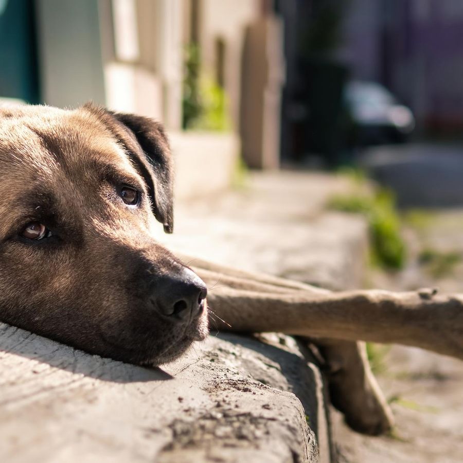 Lasciare il cane al sole è reato; svolta storica della Corte di Cassazione