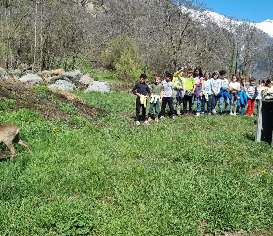 Liberato dal 'Centro recupero animali selvatici' un capriolo a Issime