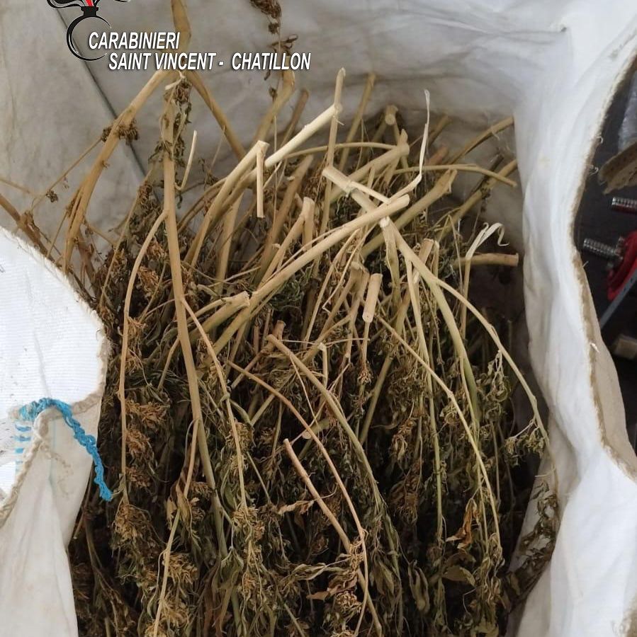 Marijuana sequestrata a Nus, il decreto-sicurezza mette a rischio macero anche 800 chili di 'legale'