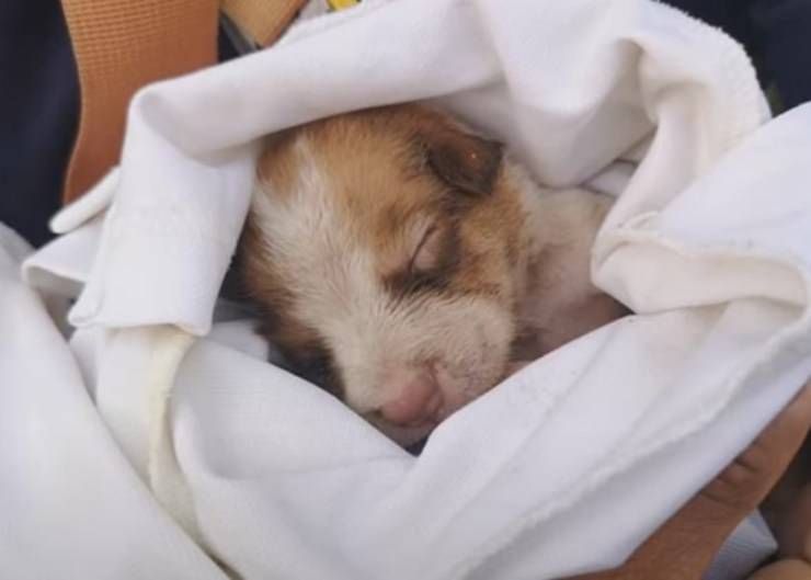 Come svezzare un cucciolo abbandonato