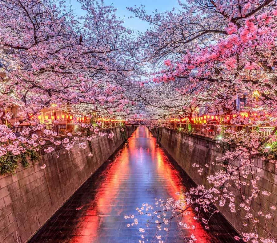 Hanami e la contemplazione dei ciliegi