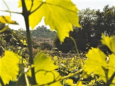 Il microcosmo e il macrocosmo in maggio; il ciliegiolo e l’armonia del benessere