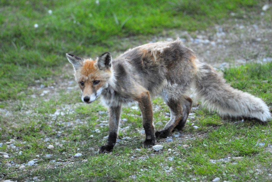 Il cimurro si estende tra gli animali selvatici in Valle