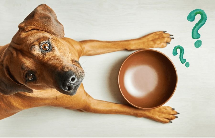Cosa mangia il vostro cane?