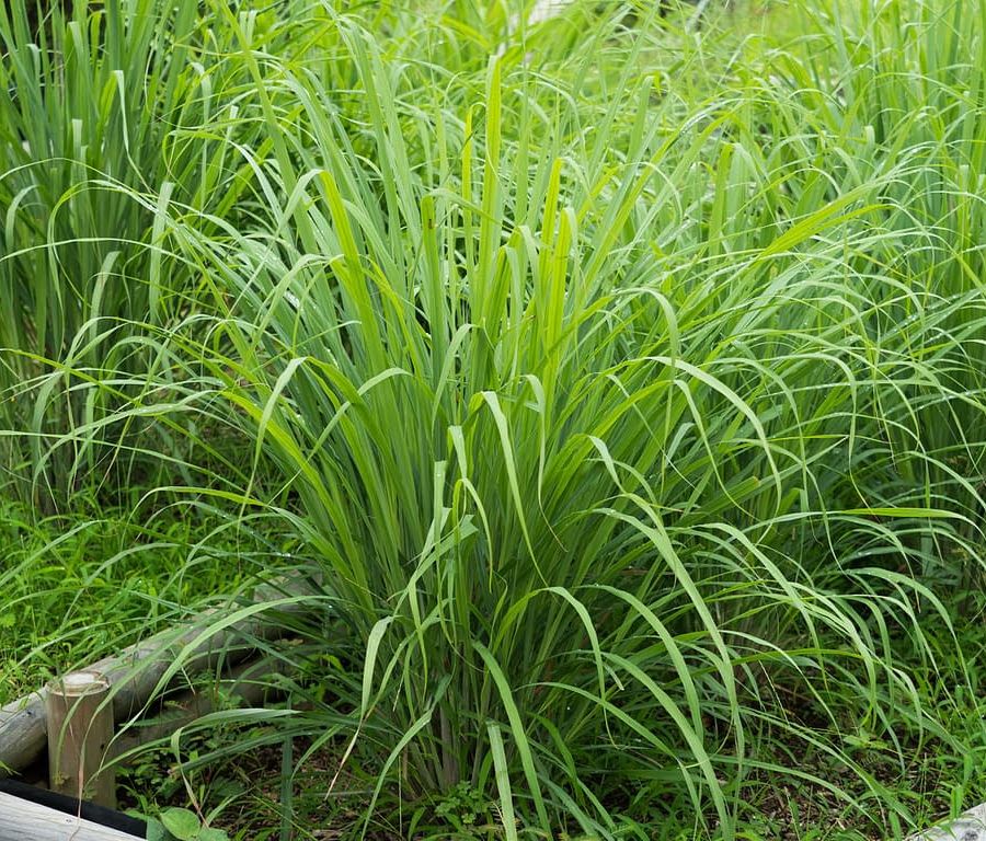 Citronella; il segreto naturale per un’estate senza zanzare
