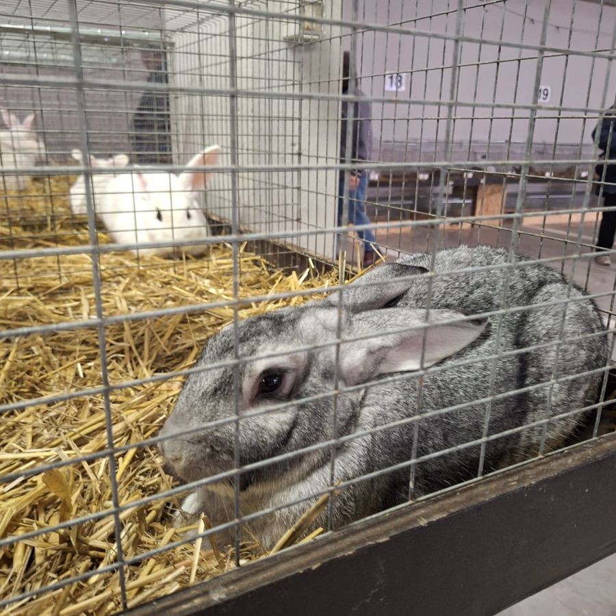 Successo a Donnas per 'Lou courtì e lou poulayé' nonostante la pioggerella
