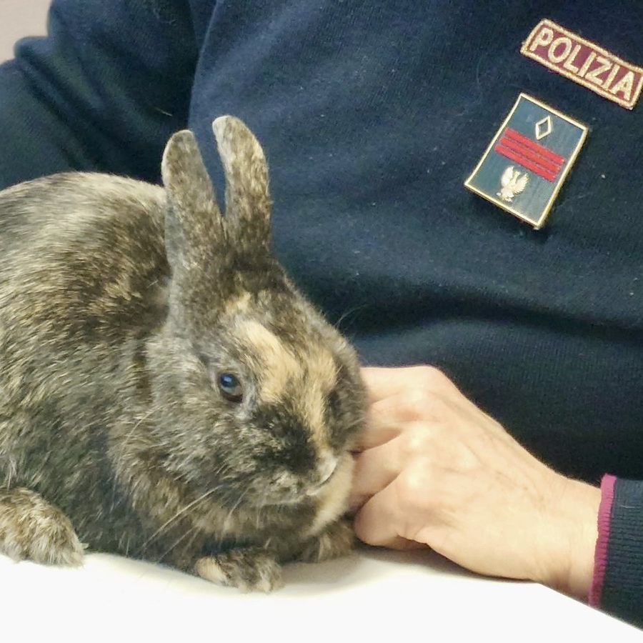 Coniglio nano smarrito e spaventato 'salvato' dalla polizia