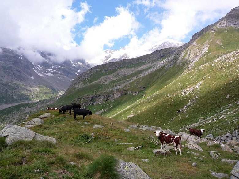 Uno scorcio dell'alpe del Cortlys