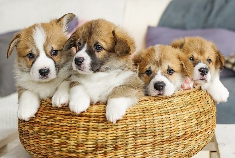 Sei intenzionato a prendere o adottare un cucciolo ma non sai da dove iniziare?