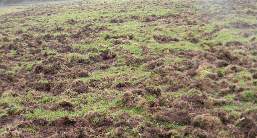 Danni da fauna protetta: aggiornati i risarcimenti e via libera all’esenzione