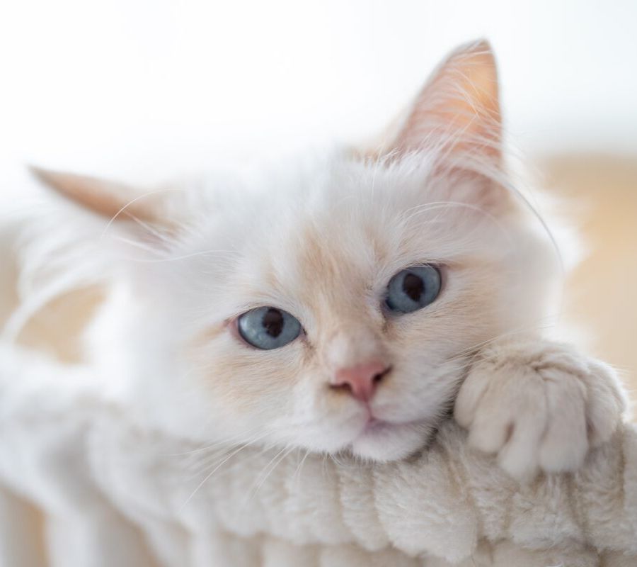 Come si riconosce e come si cura la micosi o 'tigna' nel gatto