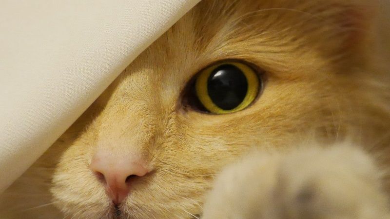 Dolore Articolare nel Gatto - Video Webinar incluso