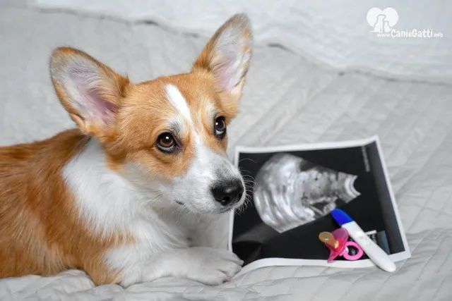 Sterilizzazione preventiva nel cane femmina: pro e contro