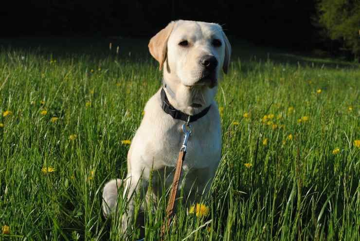 Forasacchi: cosa sono e come difendere i propri animali nella stagione più calda