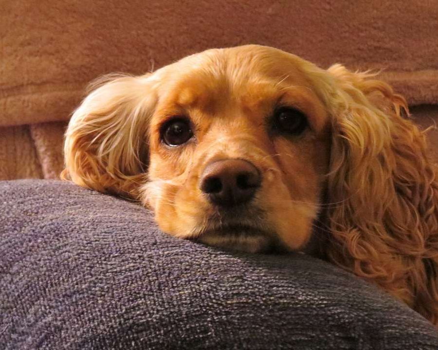 Crisi convulsive ed epilessia del cane