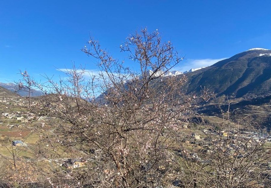 Calda primavera, in Valle gemme a 800 metri di quota