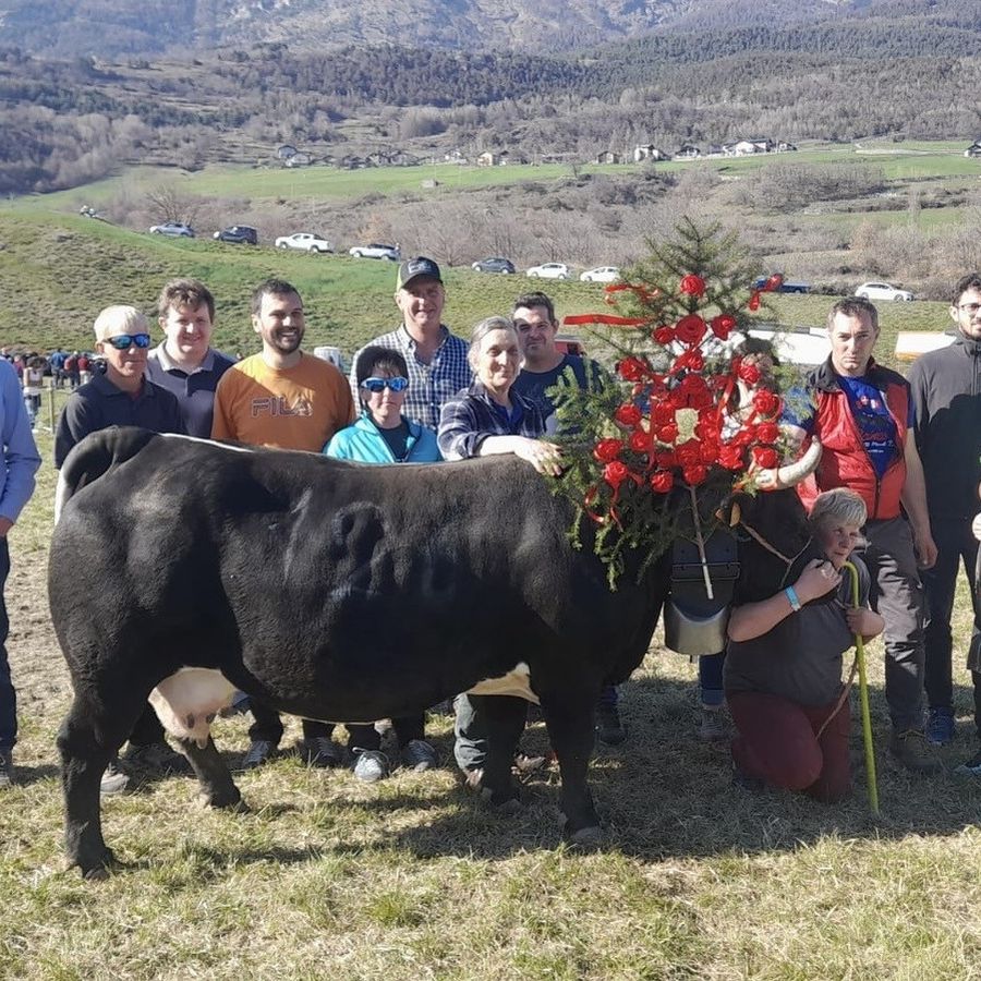 Merlitta, regina di Prima categoria