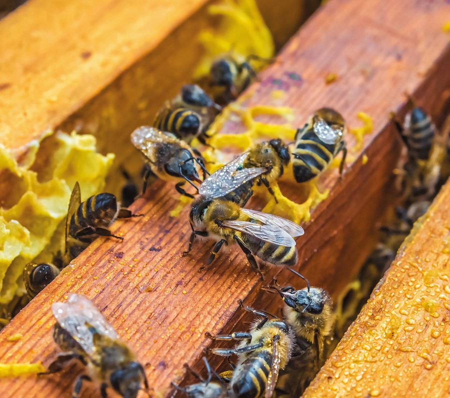 Aiuti all’apicoltura: ultimi giorni per presentare le domande