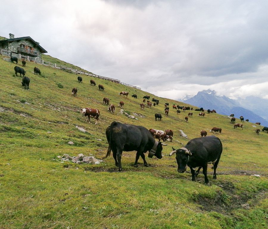 'Quella stufa costa meno di quanto dichiarato...' gli strali della Regione si abbattono su un'azienda agricola