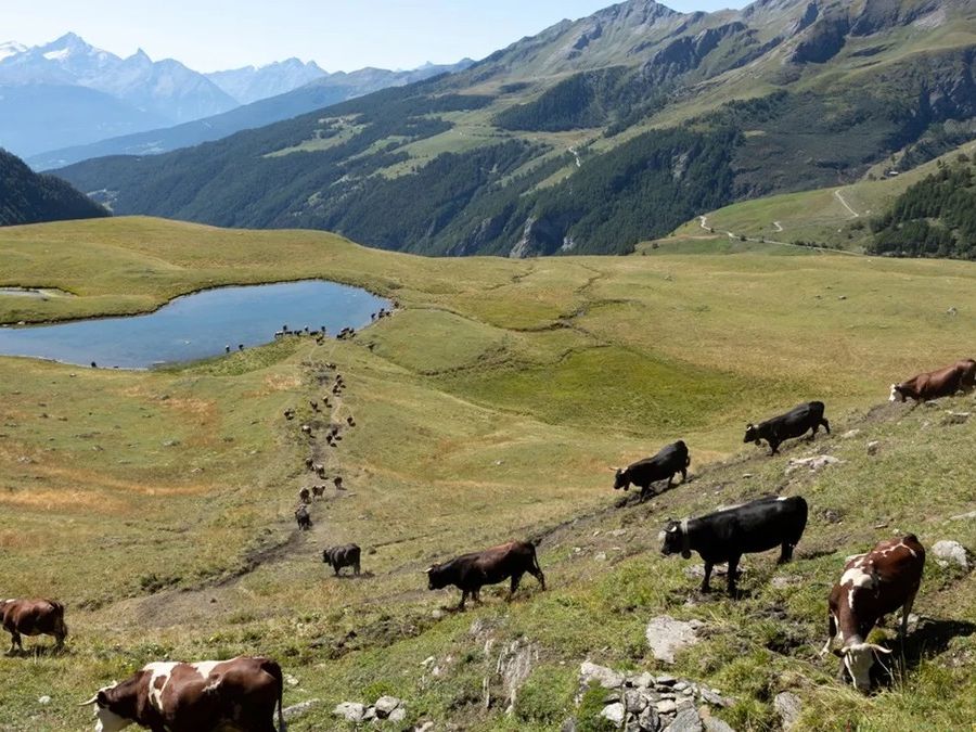 Firmiamo per la salvaguardia dei pascoli delle terre alte