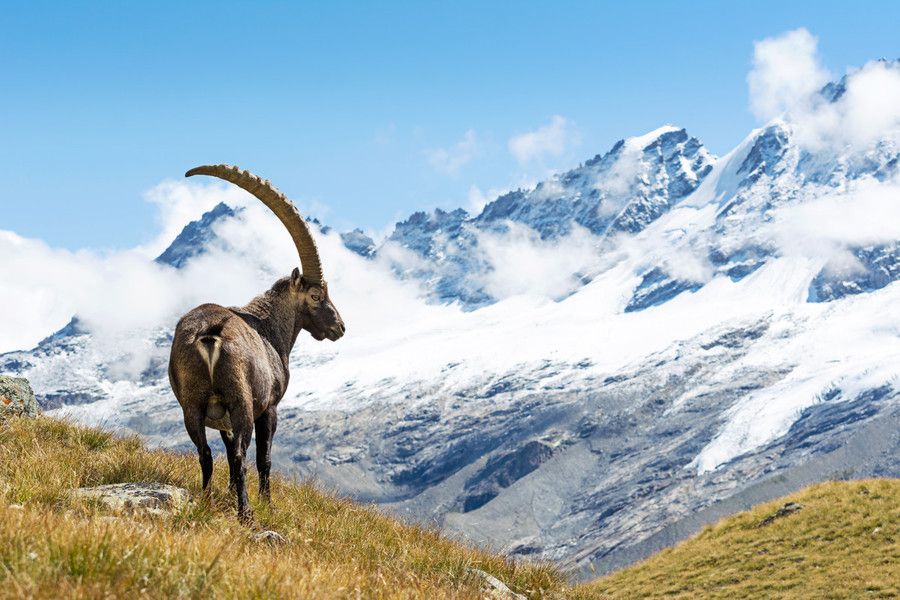 Scontento trasversale per la nomina di Durbano a presidente del Parco del Gran Paradiso