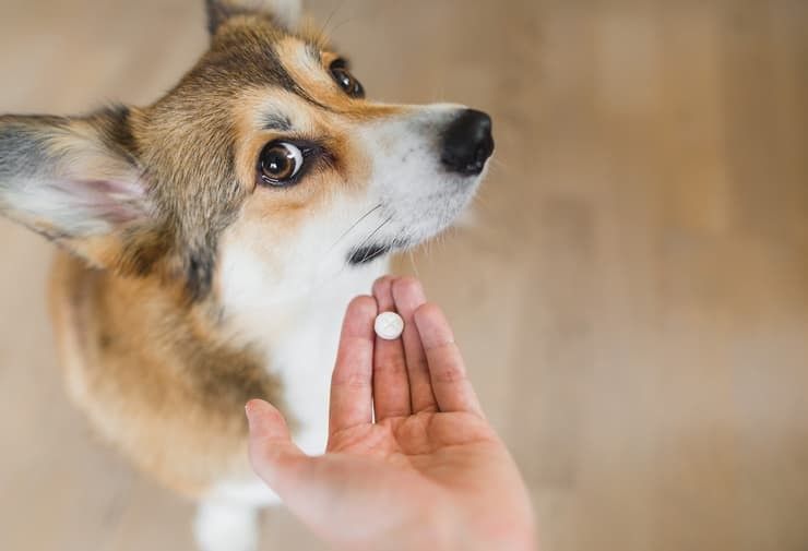 PhotoCredit Dog.it