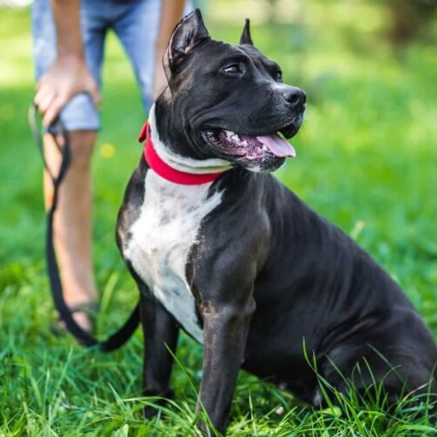 'Patentino' cani, aperte le iscrizioni al corso Celva