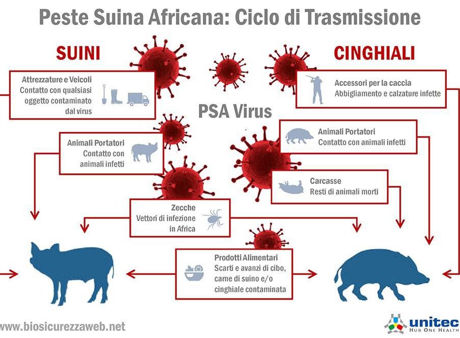 Peste suina africana, Valle d'Aosta indenne ma occorre attenta prevenzione