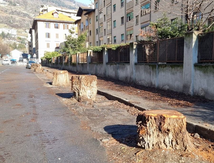 Aosta, rimosse le auto schiacciate dagli olmi caduti in via Pollio Salimbeni