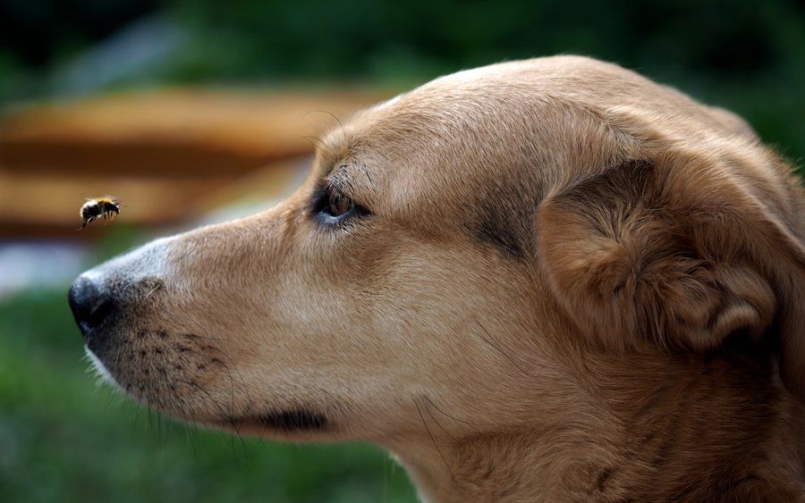 Cosa fare quando un insetto punge il nostro amico a quattro zampe? Video Incluso