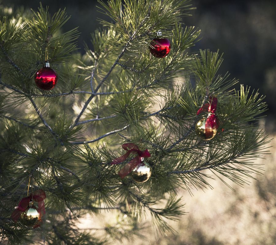 Dal Cristianesimo all'Ebraismo e c'è il 25 dicembre pagano
