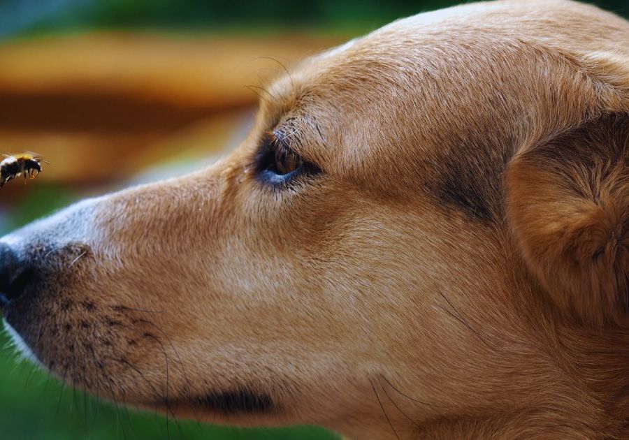 PhotoCredit Dog's