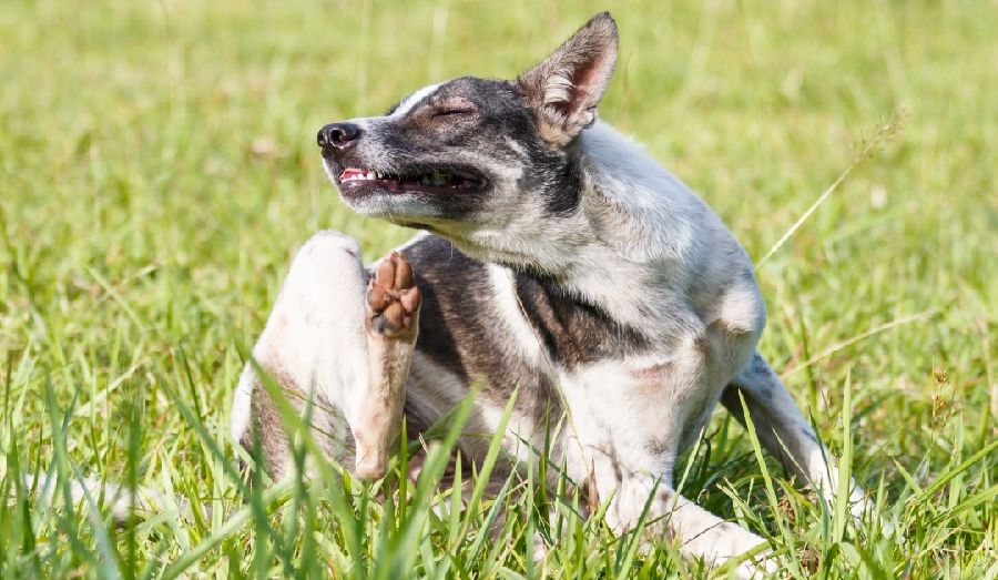 Parassiti e antiparassitari; cosa fare per difendere al meglio i nostri pet?