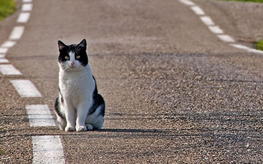 Trauma automobilistico nel gatto: cosa fare subito