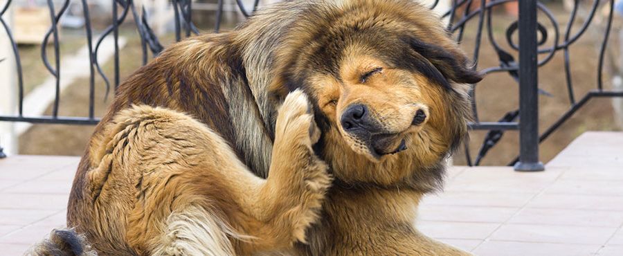 Parassiti e antiparassitari; come difendere i nostri Pet VIDEO INCLUSO