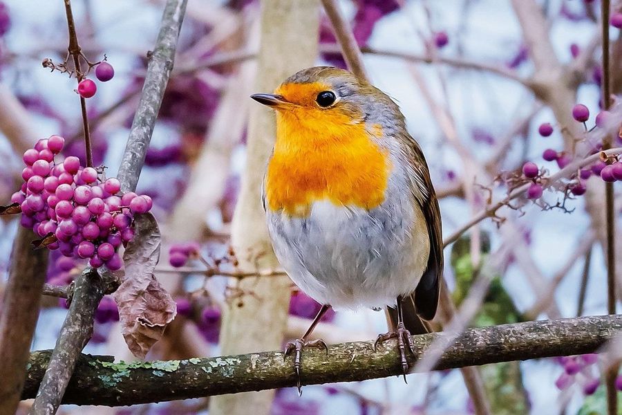 Primavera tanto attesa... alza lo sguardo al cielo e osserva il volo degli uccelli