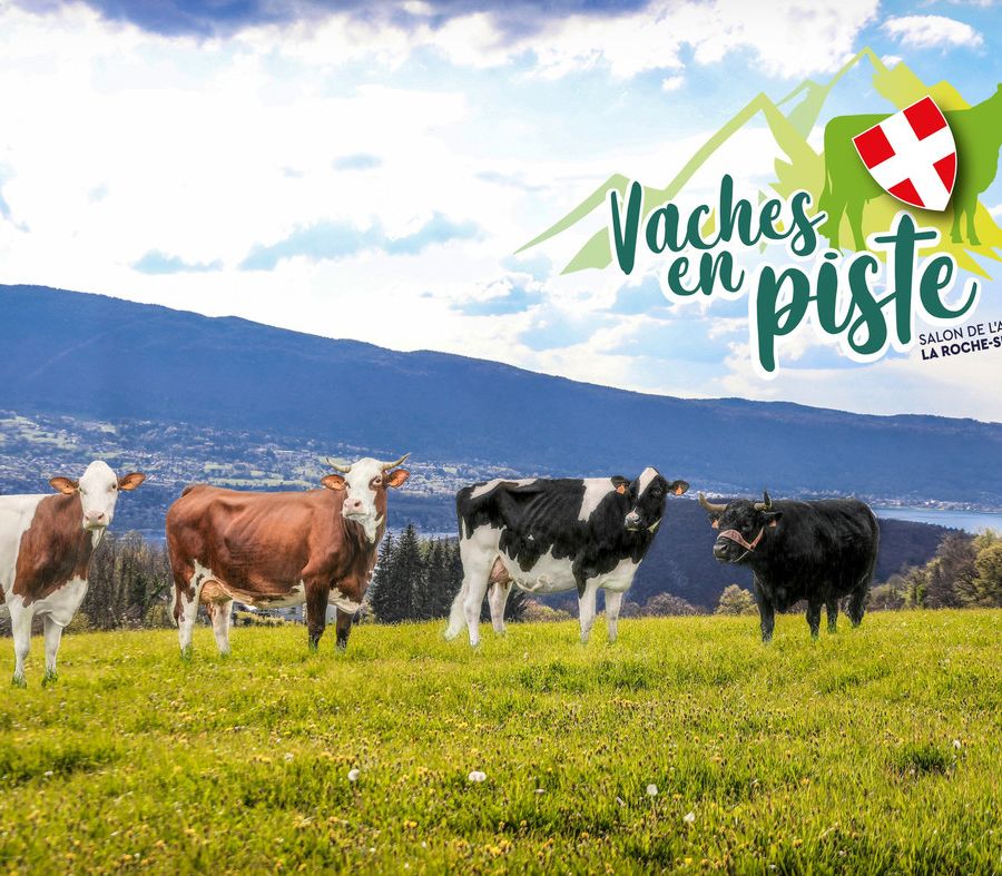 La Valle d'Aosta a 'Vaches en piste' per valorizzare l'allevamento in territorio alpino