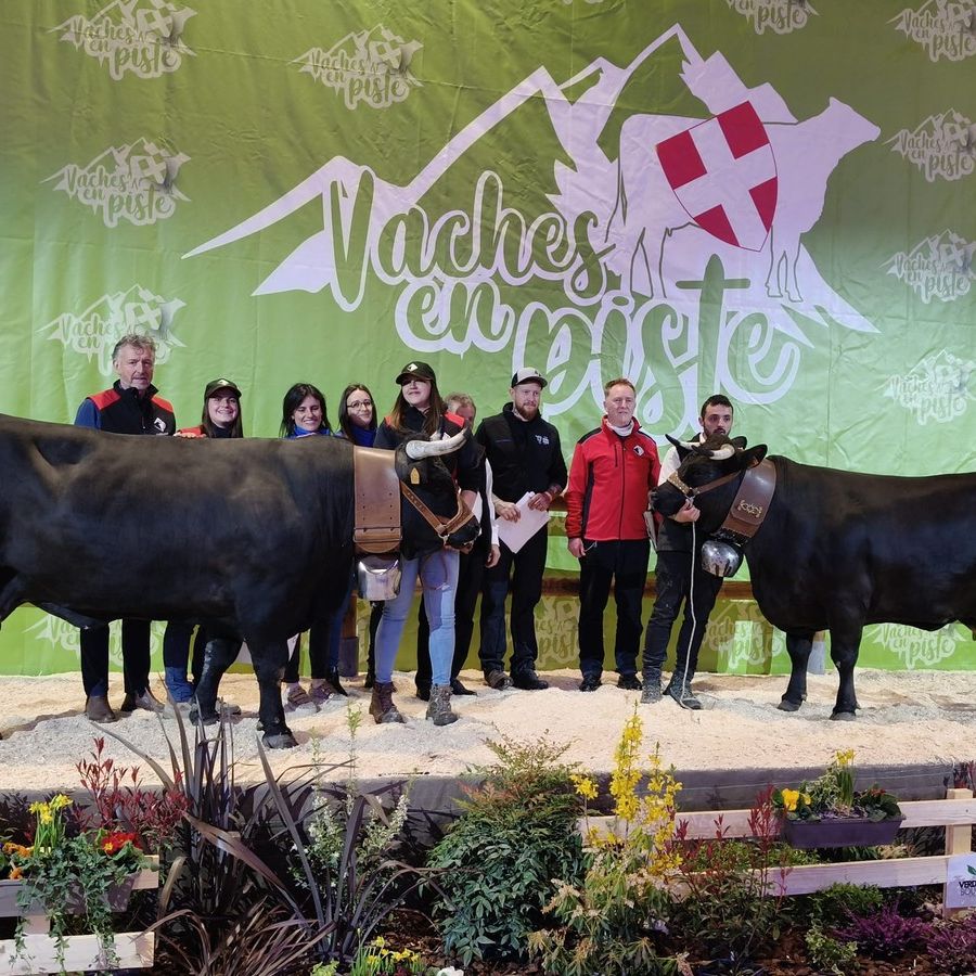 Premiazione del Concorso Morfologico Internazionale; a sn Baghera, a dx la bovina la francese