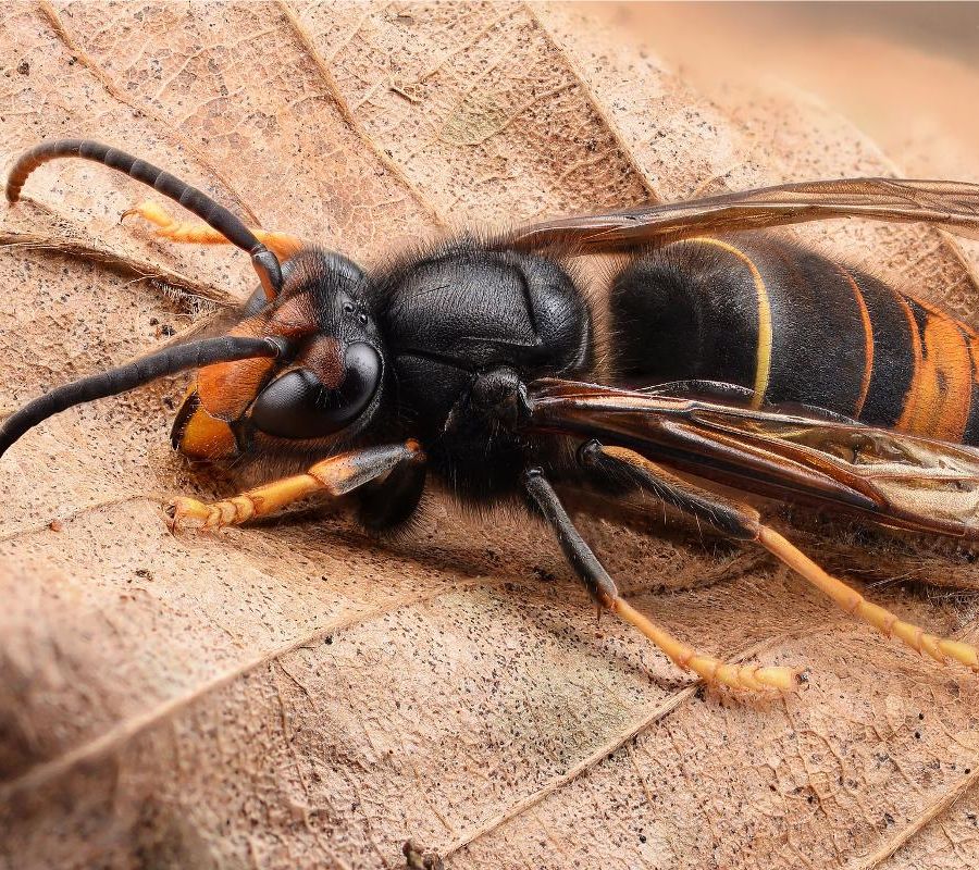 L'invasiva vespa velutina ai confini della Valle, dall'assessorato Agricoltura il corso per conoscerla e combatterla