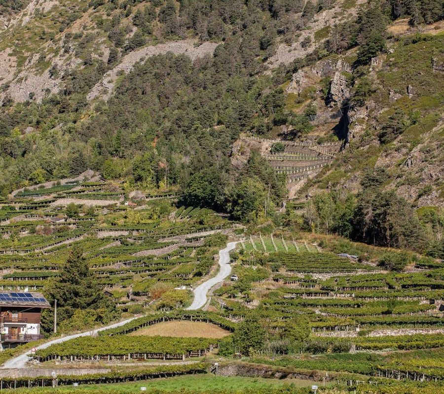 Autorizzazione per nuovi vigneti: ricevute domande per 20 ettari