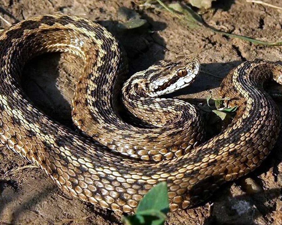 Due escursionisti ricoverati al 'Parini' di Aosta per morso di vipera