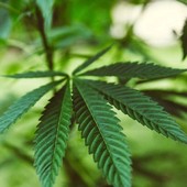 VdA Aperta, il governo Meloni dichiara guerra agli agricoltori della cannabis light