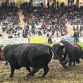 Dermatite nodulare, le Batailles de Reines si fermano