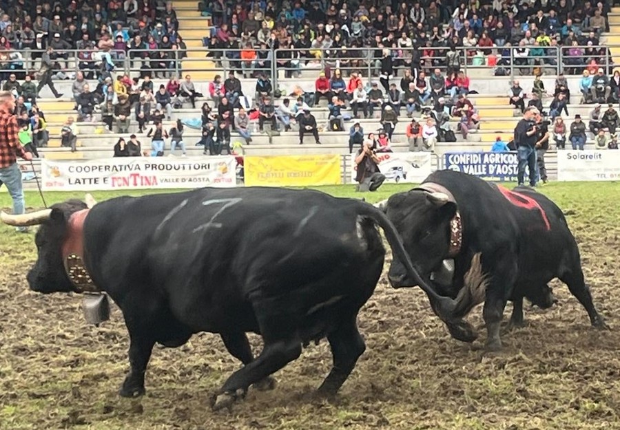 Batailles de Reines, confermata ripartenza domenica 21 settembre a Brissogne