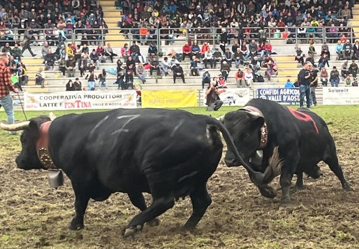 Batailles de Reines, confermata ripartenza domenica 21 settembre a Brissogne